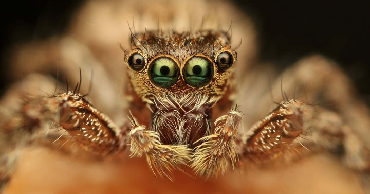 Makrofotografie – Tipps und Tricks für die perfekte Nahaufnahme