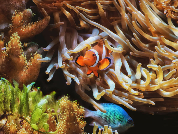 Unterwasserfotografie: Ausrüstung und Aufnahmetechniken