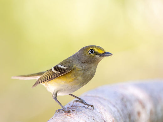 Einführung in die Vogelfotografie: Ausrüstung und Techniken