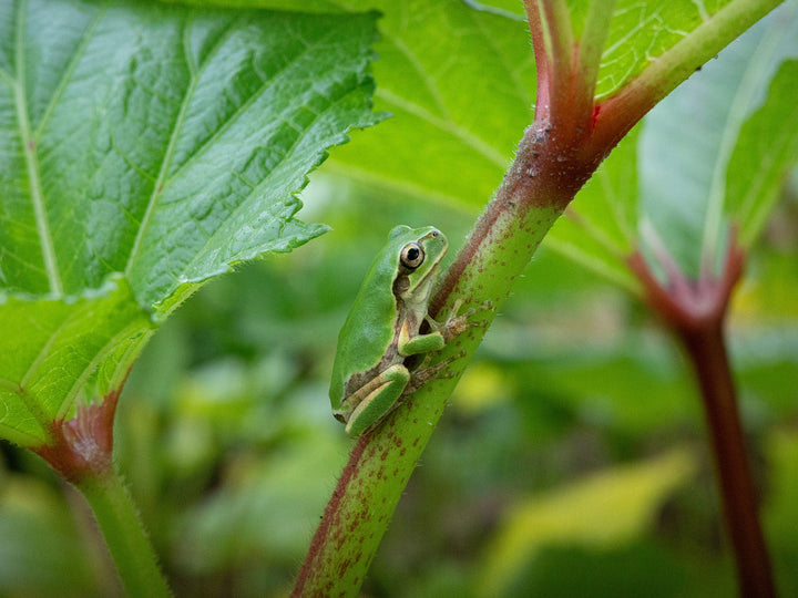 Makrofotografie: Ein detaillierter Leitfaden