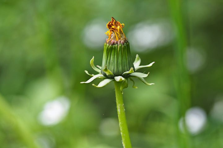 Wie man einen Foto-Essay erstellt: Planung und Durchführung